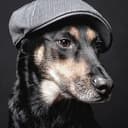 DOG🐶