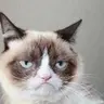 GRUMPCAT