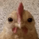 chicken