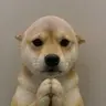 wifout