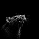 Rat