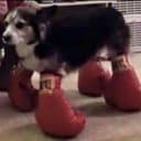 WIFGLOVES