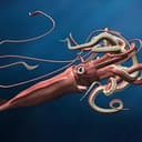 SQUID