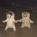 DISCO