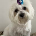 DOGWIFCLIP