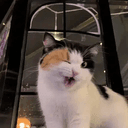 (>ᴗ•)