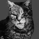 GIGACAT