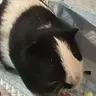 GuineaPigs