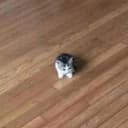 ᶜᵃᵗ