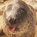 シロ