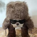 FSHNDOG