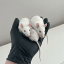 RATCADE