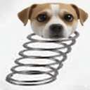 Shaboingdog