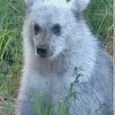 XENABEAR