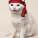 catusd