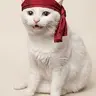 catusd