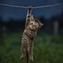 Hodlkitty