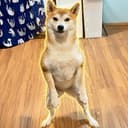 つくね