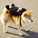 Marutaro