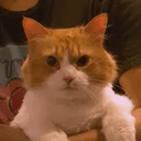 Cheddar