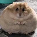 Chonk