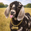 GOAT