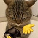 gibcat