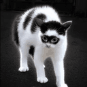 catman