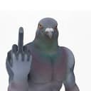 PIGEONS