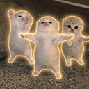 Dancingcats