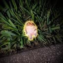 AURAFROG
