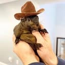 PEANUT⁠