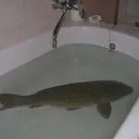 carp