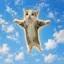 HAPPYCAT