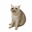CASHCAT