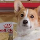 Canin