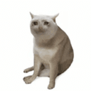 CASHCAT