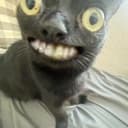BlackCat