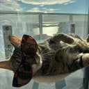 SUNCAT