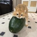COC