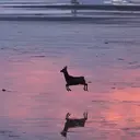 Bambi