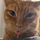 Cheddar