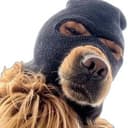 CdogX
