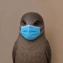 H5N1