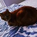 HOBBES