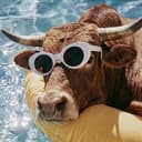 BBULL
