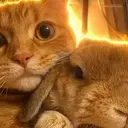 ピチポテ