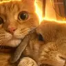 ピチポテ