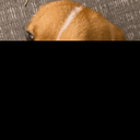 TRDY