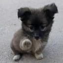 Cooninu